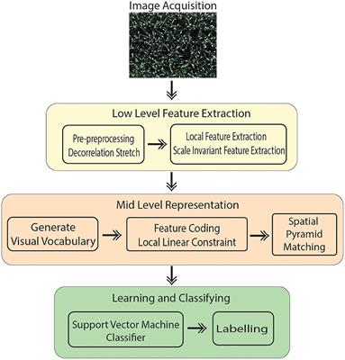 Automated Method to Determine Two Critical Growth Stages of Wheat: Heading and Flowering